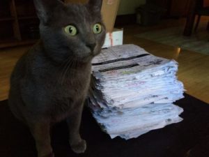 cat by pile of papers