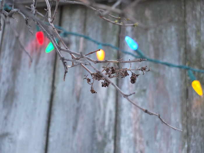 christmas lights strung among bare tree branches