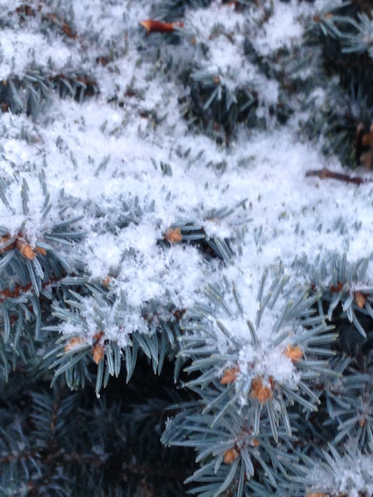 pine bow covered in snow and ice